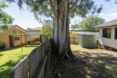 Boundary tree growing on a shared fence line in Mackay