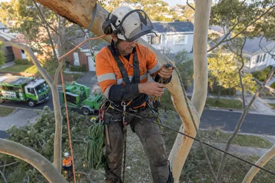 Qualified arborist working with a two rope climbing system in a backyard eucalyptus in Mackay