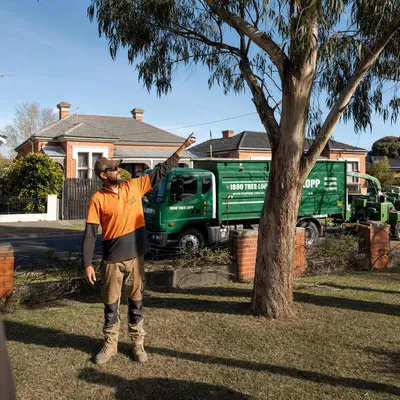 Tree Removal pricing in Mackay