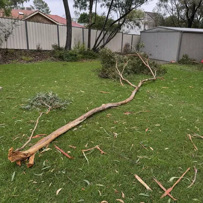 Before: Cyclone damage, snapped palms and mango limbs, Mackay
