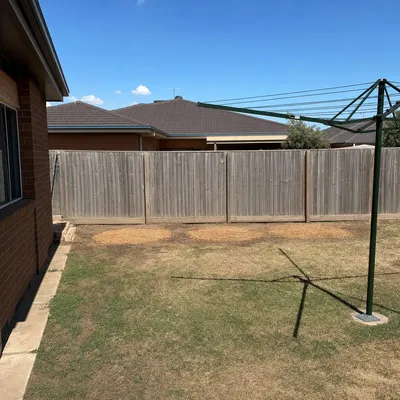 After: Poinciana pair along the rear fence, Mackay