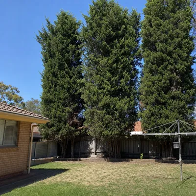 Before: Poinciana pair along the rear fence, Mackay