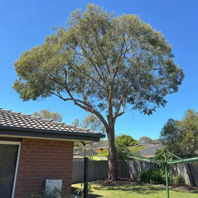 After: Mango canopy reduction, gutters and roof clearance, Mackay