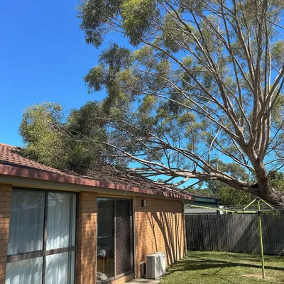 Before: Mango canopy reduction, gutters and roof clearance, Mackay