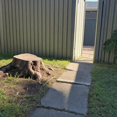 Before: Fig stump removed, path ready for paving, Mackay