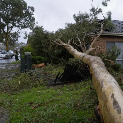 Emergency Tree Services in Mackay. Around-the-clock callouts for cyclone damage, snapped palms and urgent hazards from North Mackay to Slade Point and everywhere in between.