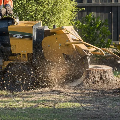 Stump Grinding in Mackay. Below-grade grinding to clear the root plate for turf, paving or replanting. Narrow machines available for tight Mackay backyards with limited gate clearance.